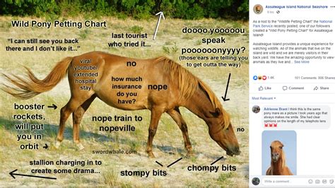 National Park Posts Guide To Petting Outer Banks Wild Horses
