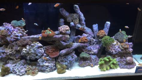 75 Gallon Clownfish Reef Tank Youtube