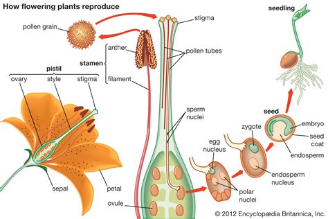 Plant Reproduction Basics