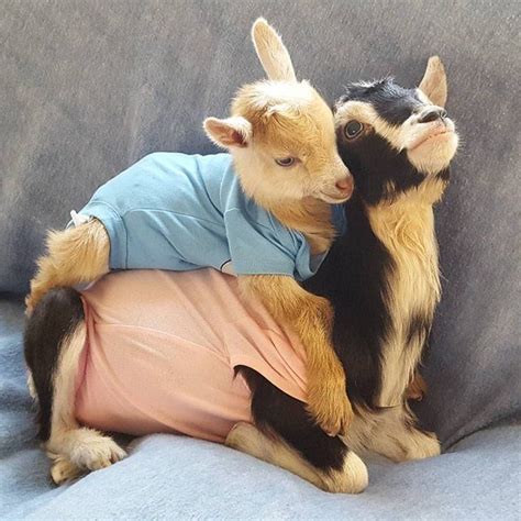 Goat Born Without Back Legs Finds The Perfect Mom To Raise Him The