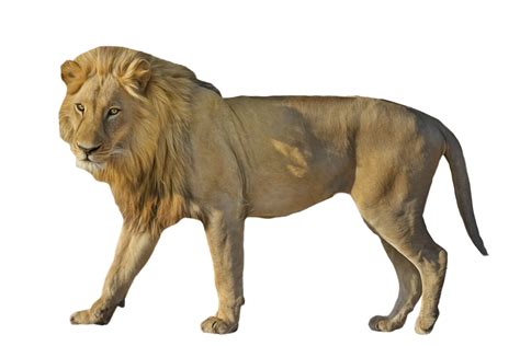 Lion Wildcat Standing Png Image Purepng Free Transparent Cc0 Png