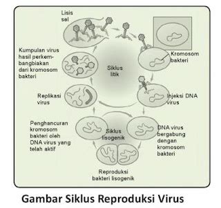 Struktur Dan Klasifikasi Virus Biologi Di Save