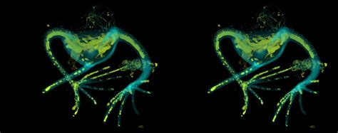 Ceratium biconicum murray and whitting. Ceratium ranipes | sguenther.eu