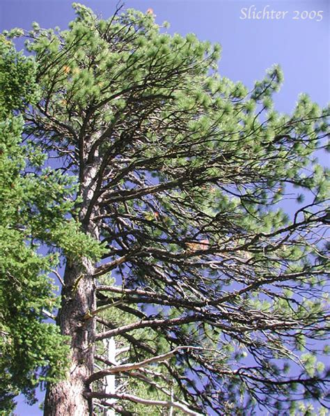 Blackjack Pine Bull Pine Ponderosa Pine Western Yellow Pine Pinus