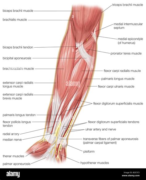 La Vista Anterior De Los Músculos Del Antebrazo Humano Fotografía De