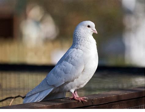 Somediffrent Is The Name Of Diffrent Beautiful White Birds Photo