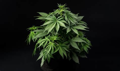 Premium Photo Cannabis Cultivation On Black Background