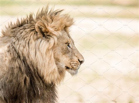 Side Profile Of A Lion Stock Photo Containing Animal And Cat Animal