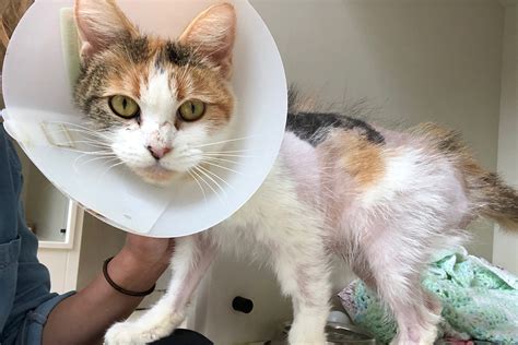 Rescuing Rosie Cat Found With Chemical Burns Is Now In Aspca Care Aspca