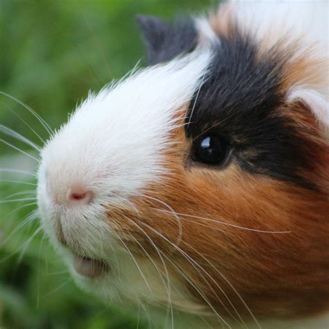 Guinea pigs require daily vitamin c supplements to stay healthy and strong. Your New Guinea Pig - Animal Aid