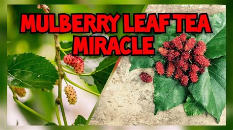 Antipyretic Drugs Miracle Leaf Tea Miracle Youtube