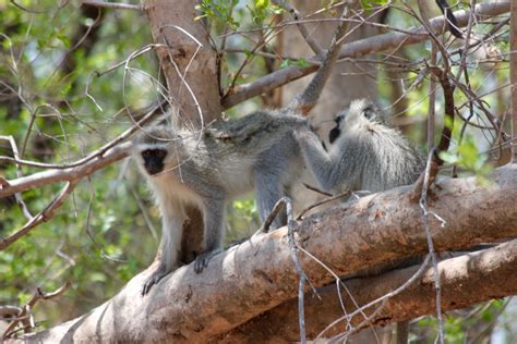 Beasts Of Botswana Vervet Monkeys Venturesome Overland