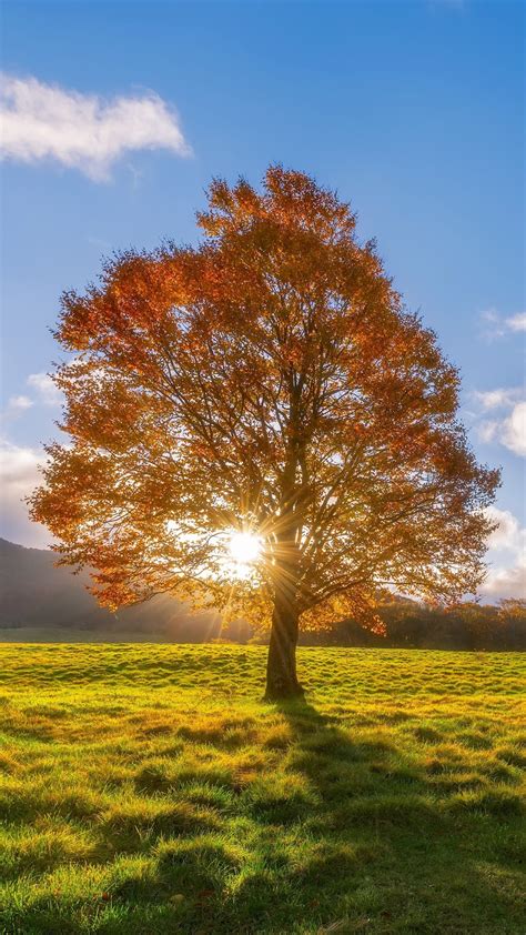 Bäume Wiese Sonnenschein Herbst 3840x2160 Uhd 4k Hintergrundbilder