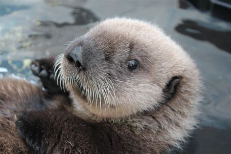 Sea Otter Pup Adjusts To Life At Seattle Aquarium Kuow News And