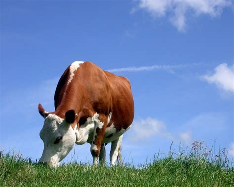 Indian Cow Cattle Animal About And Latest Hd Photos HD Wallpapers Download Free Map Images Wallpaper [wallpaper376.blogspot.com]