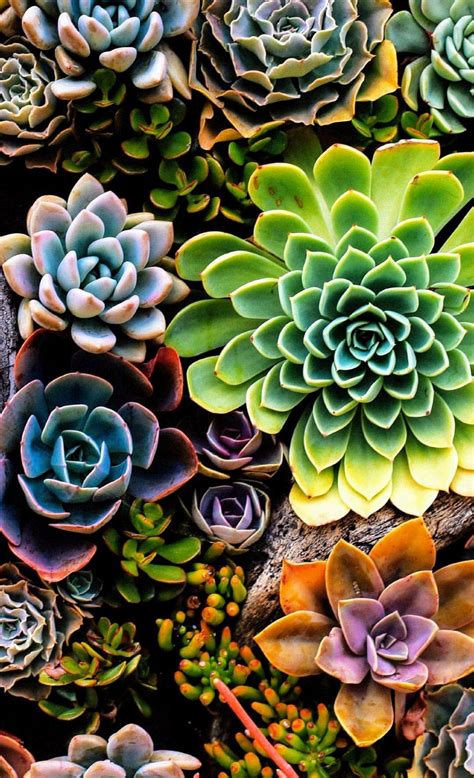 Succulent Phone Wallpapers Top Free Succulent Phone Backgrounds