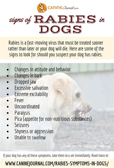 How To Know If Dog Has Rabies After Biting