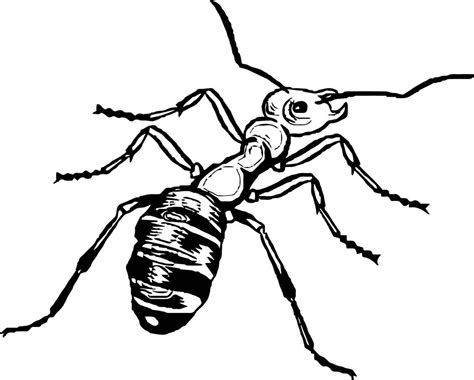 insect coloring page wecoloringpage 11