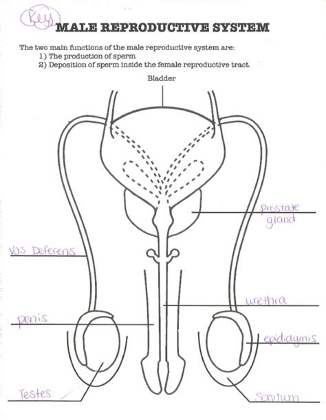 Diagram showing male reproductive system. male reproductive system diagram key