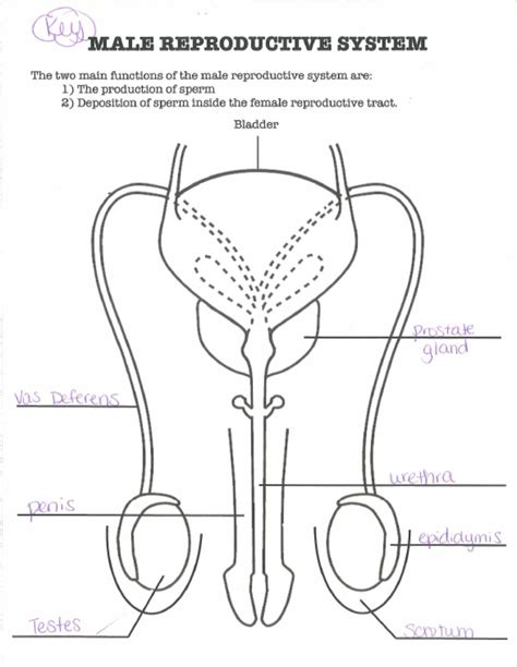 Make your work easier by using a label. male reproductive system diagram key