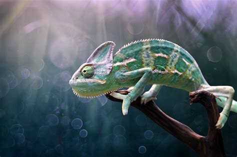 Animals Lizards Colorful Chameleons Nature Wallpaper Resolution