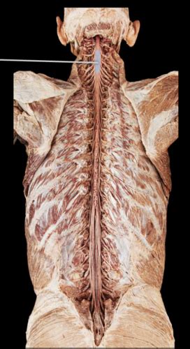 Human Cadaver And Anatomical Model Spinal Cord And Spinal Nerves