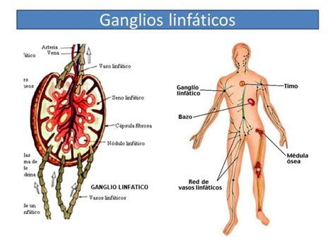 G Nglios Linf Ticos Inflamados En El Cuello Causas S Ntomas Y M S