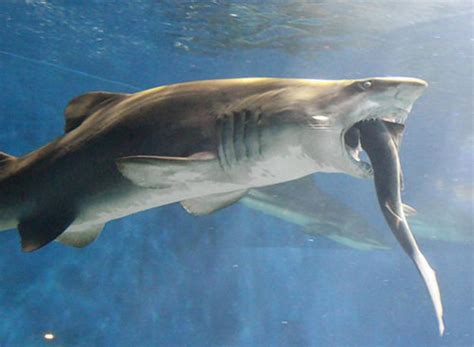 Sand Tiger Shark Tries To Eat Whitetip Reef Shark At Japanese Aquarium
