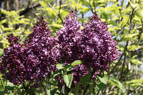 Buy Syringa Vulgaris ‘lecburg Burgundy Queen Lilac Tree Mr Maple