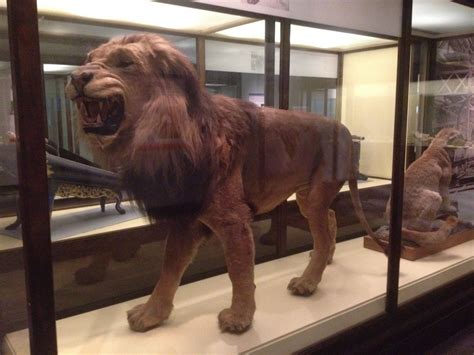 This Is A Real Lion That Has Been Preserved Through Taxidermy Check