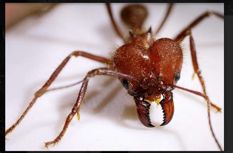 Ants Metal Infused Pincers Resemble Wolverines Adamantium Skeleton Syfy Wire