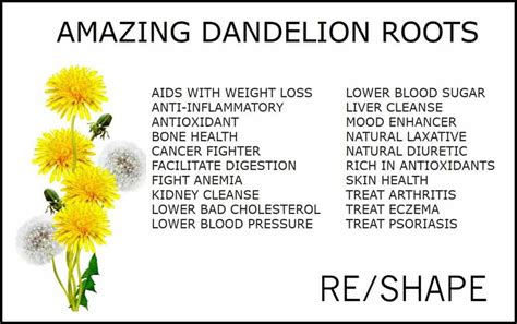 Dandelion Roots Benefits Reshape