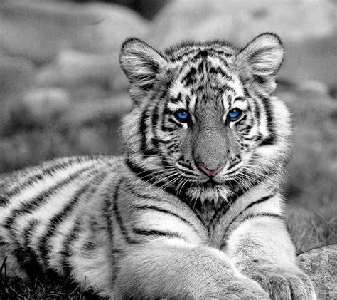Cute Baby White Tigers Wallpapers Bigbeamng