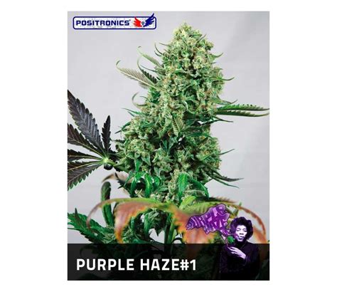 Venta De Purple Haze 1 De Positronics Seeds La Huerta Grow Shop