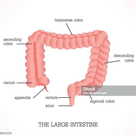 Structure And Function Of The Large Intestine Anatomy System Stock