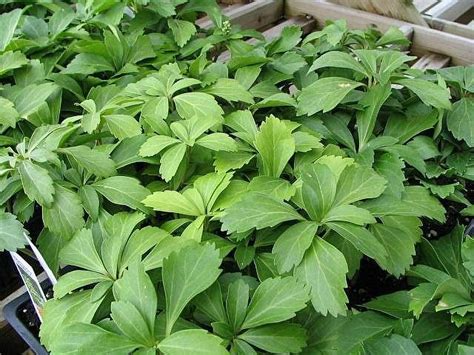 3 Pachysandra Spurge Ground Cover Plants In 3 Separate 3 5 Inch Pots