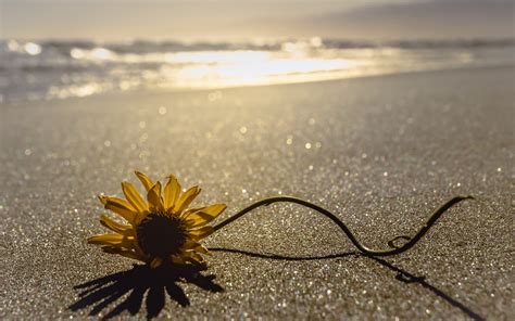 Sunflower On Floor Beach Sand Flowers Hd Wallpaper Wallpaper Flare
