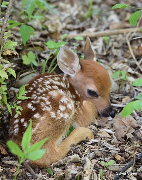 Newborn Fawn Baby Animals Pictures Cute Animals Baby Animals