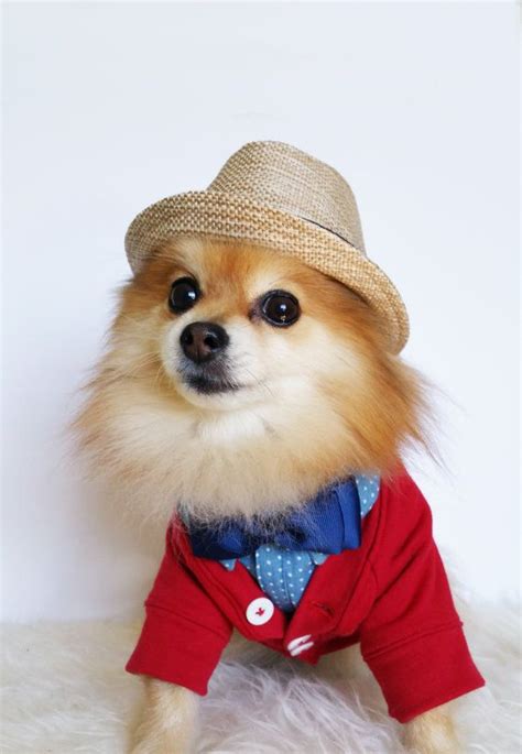 9 Best Dog Fedora Images On Pinterest Sombreros De Playa