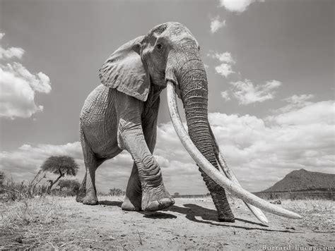Elephant Queen Burrard Lucas Photography