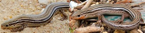 3 Types Of Lizards Found In Wisconsin Id Guide Bird Watching Hq