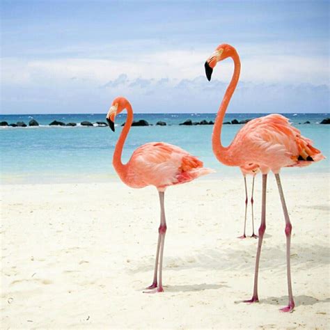 The National Bird Of The Bahamas The Flamingo D Flickr Photo