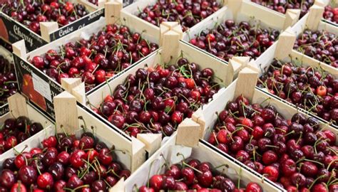 Uk Cherry Growers Expect Harvest To Double Compared With Last Year