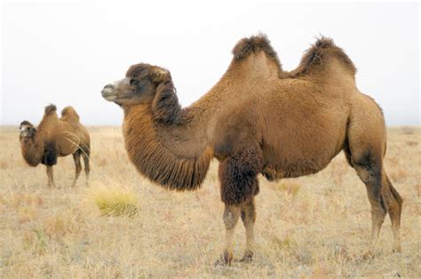 Camelo Características Alimentação E Reprodução