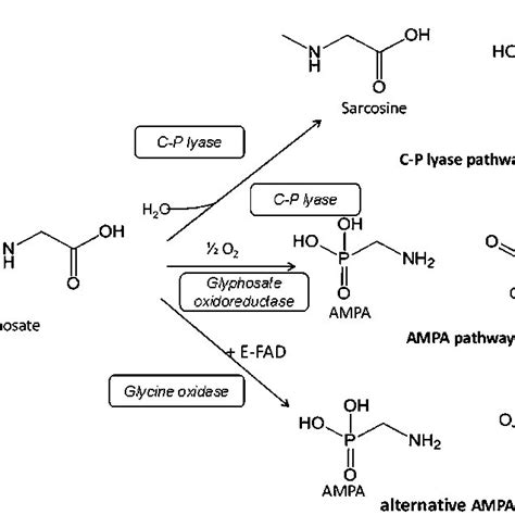 Catabolic Degradation Pathways Of Glyphosate Download Scientific Diagram