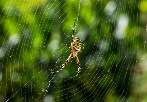 28 Facts About Spiders Factinformer