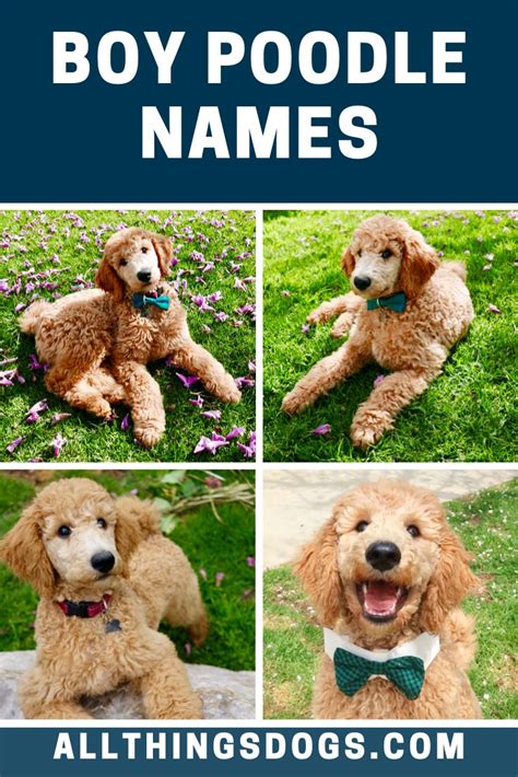 Boy Poodle Names Australian Labradoodle Boy Dog Names