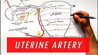 Anatomy Tutorial - Uterine Artery Branches - YouTube