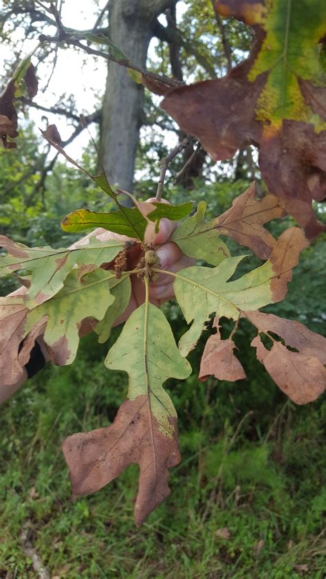 Why Do Oak Trees Have Fewer Leaves Than Other Trees Mast Producing Trees