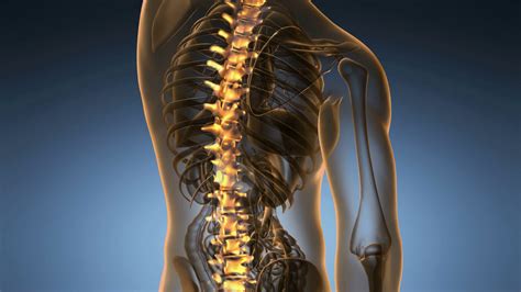 Backbone Backache Science Anatomy Scan Of Stock Motion Graphics Sbv
